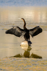 A vertical photo of an African darter (Anhinga rufa), sitting on a rock, drying its spread wings,...