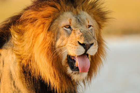 A horizontal close-up portrait of a majestic male lion with its tongue sticking out of its open mouth at sunset, Phinda Game Reserve, South Africa