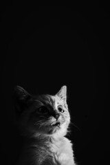 Portrait of a beautiful striped grey kitten with blue eyes on black background with dead space - 477575843