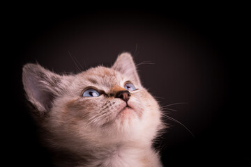 Portrait of a beautiful striped grey kitten with blue eyes on black background with dead space - 477575844
