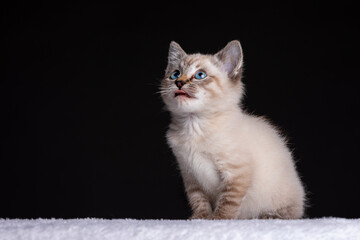 Portrait of a beautiful striped grey kitten with blue eyes on black background looking up - 477575847