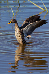 Lone Yellow billed duck swimming on surface of a pond - 477575850