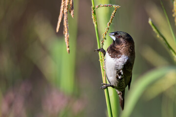 Bronze mannikin bird sitting in stems of grass to eat fresh seeds - 477575852