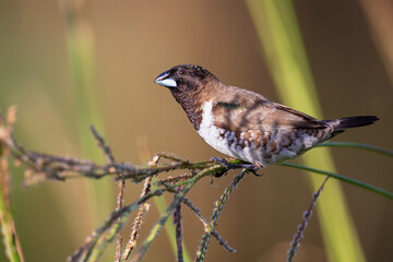 Bronze mannikin bird sitting in stems of grass to eat fresh seeds - 477575854