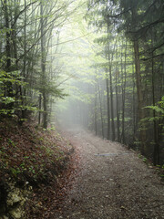 Hiking on a trail through german forest on a misty morning with fog