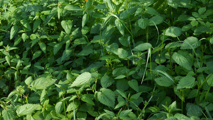 Common nettle, lat Urtica dioica, plant with stinging feeling upon contact, used as traditional medicine