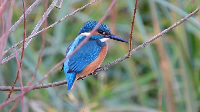 Eisvogel (Alcedo atthis)
