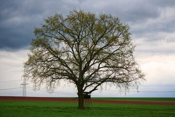 Obraz premium tree on a hill
