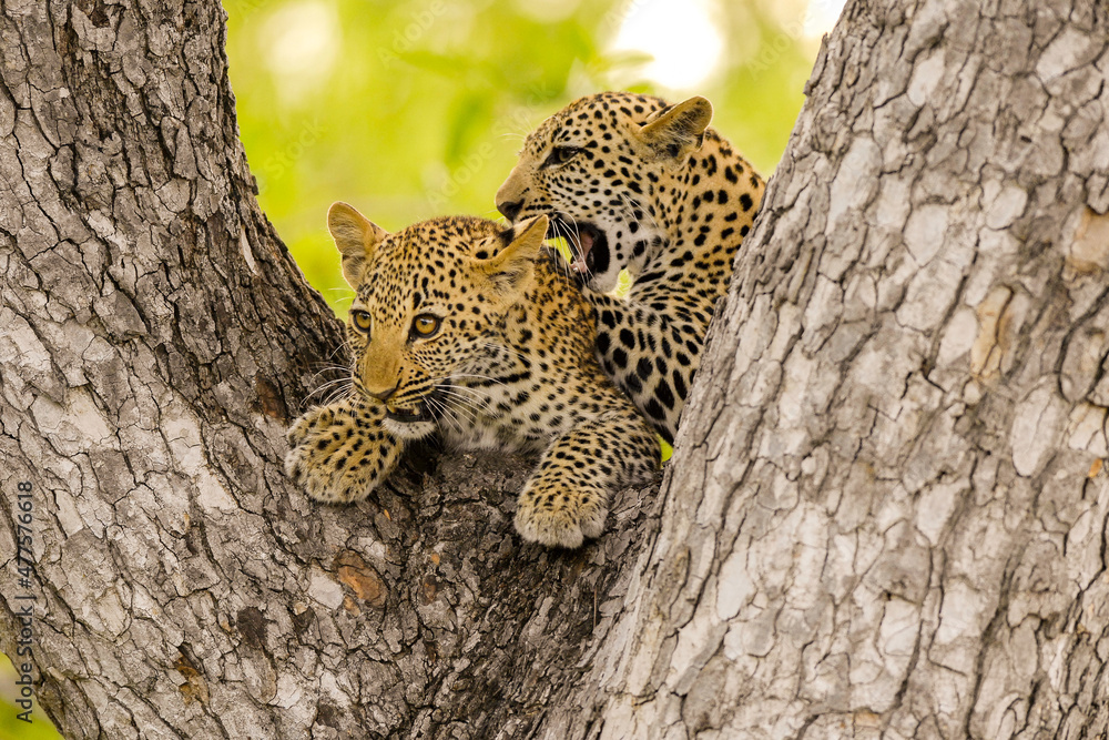 Wall mural a horizontal photograph of two leopard cubs playing in a tree, sabi sands game reserve, south africa