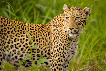 A horizontal close-up portrait of a watchful leopard walking through green grass, Kruger National park, South Africa