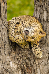 A vertical photograph of two Leopard cubs play fighting in a tree,  Sabi Sands Game Reserve, South Africa. 