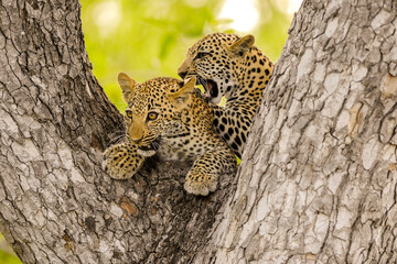A horizontal photograph of two Leopard cubs playing in a tree,  Sabi Sands Game Reserve, South Africa. 