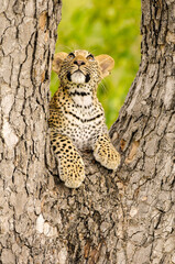 A vertical photograph of a young Leopard cub lying in a tree and looking upwards, Sabi Sands Game...