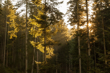 A horizontal shot of the early morning sun rising behind a dense forest of trees, and illuminating the golden leaves, Germany