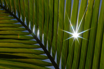 A horizontal close-up of the sun shining through the bright green fronds of a palm tree,...