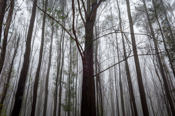 A horizontal shot of an eery, misty, wide angle misty forest scene in the Midlands, Kwa Zulu Natal, South Africa