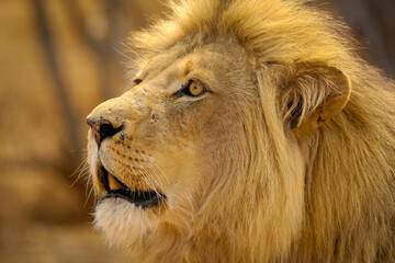 A horizontal close-up portrait of a watchful majestic male lion looking into the distance, at sunset, Welgevonden Game Reserve, South Africa