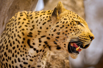A horizontal close-up portrait at sunrise of a leopard standing on a tree branch, Welgevonden Game Reserve, South Africa
