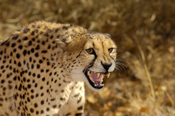 A horizontal shot of a snarling cheetah with its mouth open and canines showing, Welgevonden, South Africa