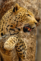 A vertical close-up portrait at sunrise of a relaxed leopard looking in the distance, lying on a tree branch, Welgevonden Game Reserve, South Africa