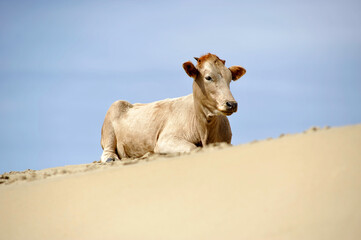 A horizontal shot of a cow lying down on the sand at the beach, Umngazi River Bungalows, Eastern Cape; South Africa