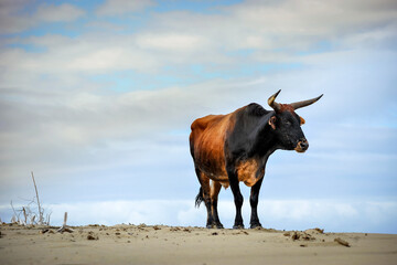 A horizontal shot of a cow standing on the sand at the beach, looking into the distance, against a cloudy blue sky, Umngazi River Bungalows, Eastern Cape; South Africa