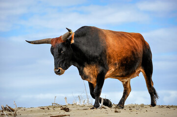 A horizontal shot of a massive bull cow walking on the beach against a blue sky with clouds,...
