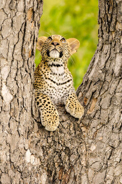 A vertical photograph of a young Leopard cub lying in a tree and looking upwards, Sabi Sands Game Reserve, South Africa. 