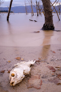 A vertical shot of a desiccated dead fish lying on the sandy shore of a lake in the early evening, Theewaterskloof Dam, Cape Town, South Africa