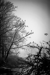 Fototapeta silhouette of a tree obraz