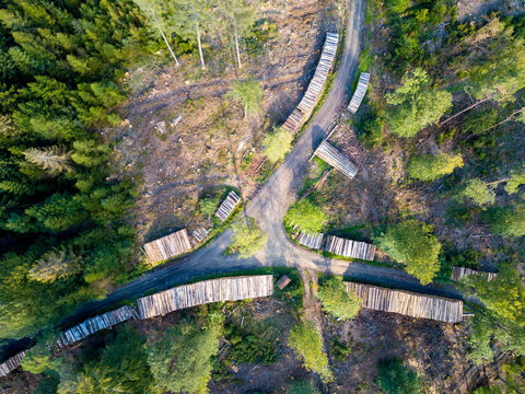 Waldsterben im Taunus durch den Klimawandel, Borkenk&auml;fer und Trockenheit n&auml;he Sandplacken, Hessen Deutschland