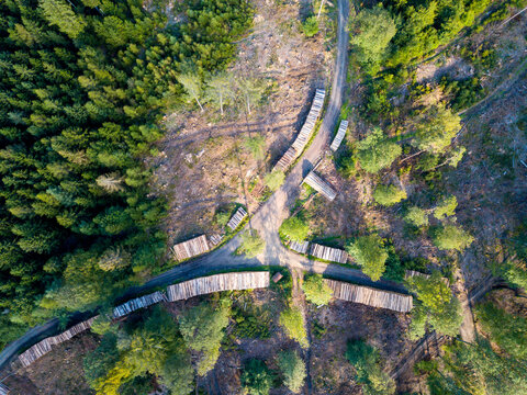 Waldsterben im Taunus durch den Klimawandel, Borkenk&auml;fer und Trockenheit n&auml;he Sandplacken, Hessen Deutschland