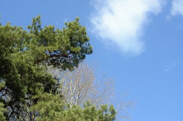pine branches against a blue sky with clouds