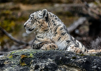 Snow leopard on the stone. Latin name - Uncia uncia	