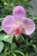 A close-up of a pink orchid flower, green Schefflera leaves in the background