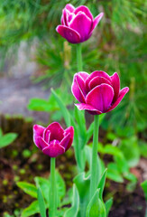 Floral landscape with burgundy tulips on background of pine needles.