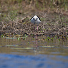 Black-winged Stilt ( Himantopus himantopus ) in Queensland, Australia 