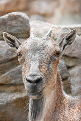 Markhor (Capra fakoneri) in zoological garden