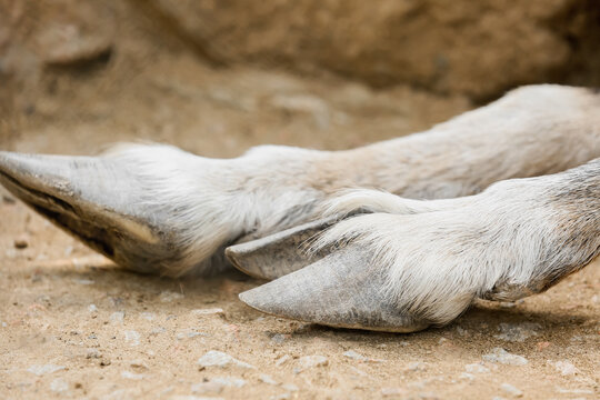 Legs of markhor (Capra fakoneri) in zoological garden, closeup