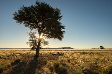 A horizontal shot of the golden sun setting behind an acacia tree against a deep blue sky and yellow green grass in the foreground, at sunset in the Sossusvlei, Namibia