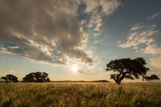 A horizontal shot of a golden sun setting behind an acacia tree with moody clouds in the sky and yellow green grass in the foreground, at sunset in the Sossusvlei, Namibia