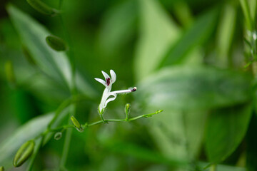 センシンレン（穿心蓮）の花、別名：アンドログラフィス・パニクラータ、サンビロート）、学名：Andrographis paniculata.jpg、インドの薬草 © mimi@TOKYO