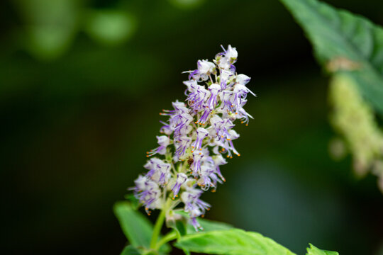 仙草（センソウあるいはセンゾウ、中国語: 仙草 (xiāncǎo）; 学名: Platostoma palustre; 同義語: Mesona chinensis, M. procumbens、生薬原料、食材（仙草ゼリーが有名）