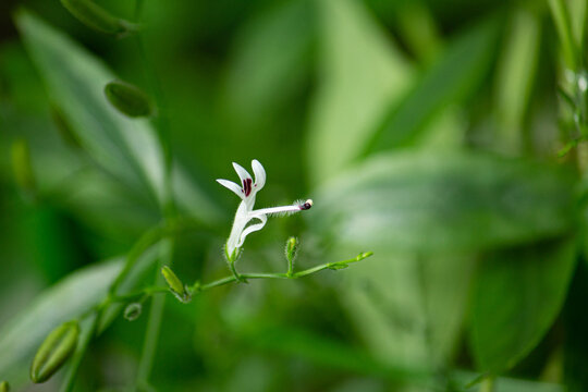 キツネノマゴ科 Images Browse 157 Stock Photos Vectors And Video Adobe Stock