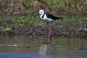 Naklejka premium Black-winged Stilt ( Himantopus himantopus ) in Queensland, Australia 
