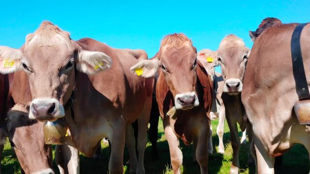 Rinder auf der Weide im Allg&auml;u