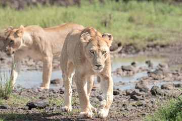 Fototapeta na wymiar Lions of the Maasai Mara National reserve, Kenya