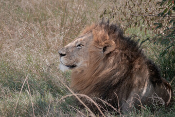 Lions of the Maasai Mara National reserve, Kenya