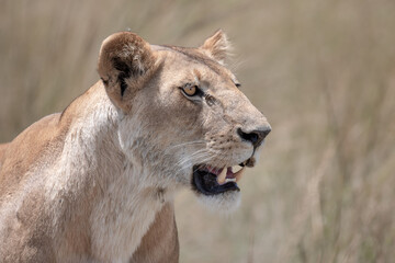 Lions of the Maasai Mara National reserve, Kenya
