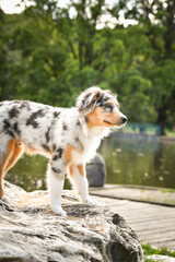 Puppy of australian shepherd is standing in the nature. Summer nature in park.